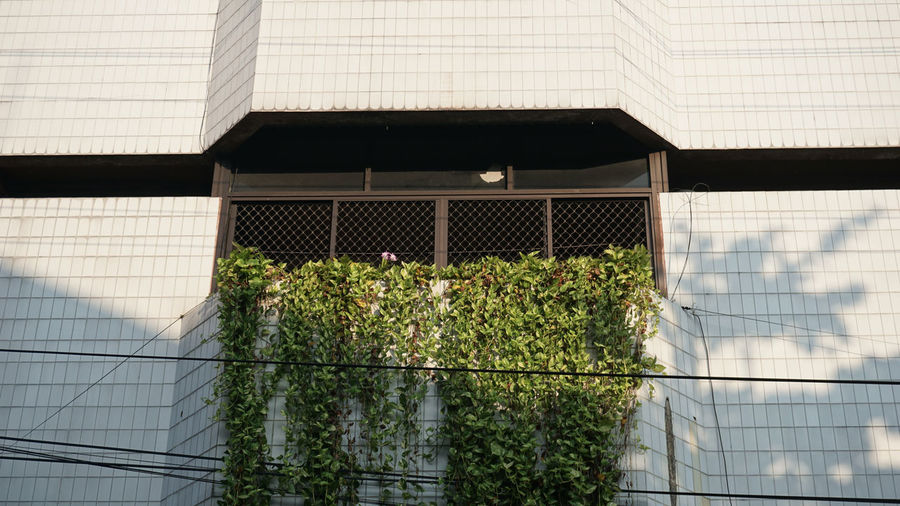 Plants growing outside building