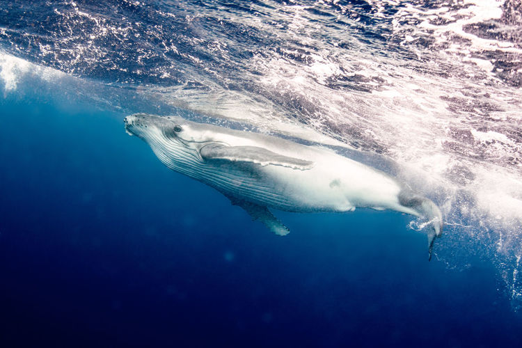 Underwater view of humpback whale swimming in sea