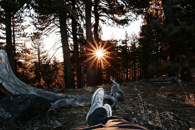 Man sitting on tree trunk in forest during sunset
