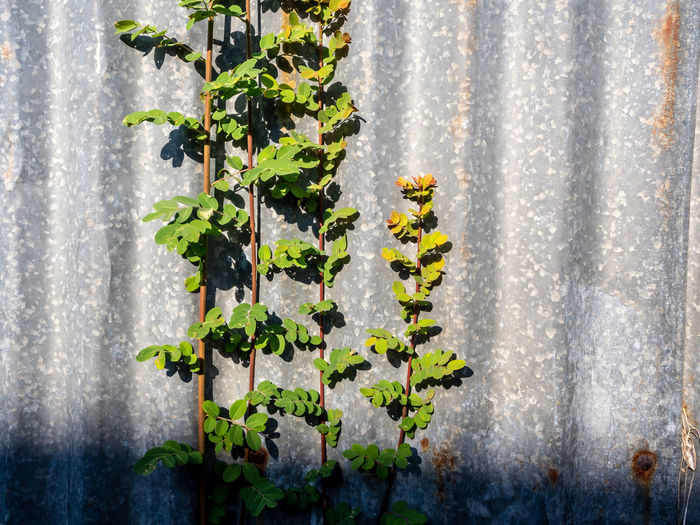 The rusty corrugated iron fence with the phyllanthus reticulatus poir leaf