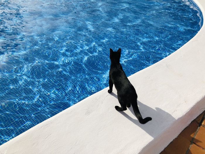 High angle view of cat looking at swimming pool