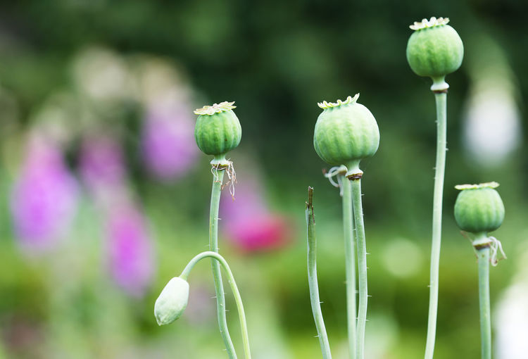 Close-up of poppy buds