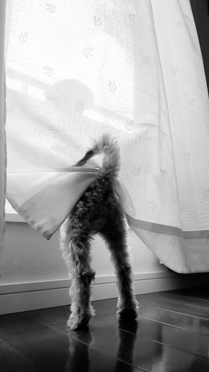 Rear view of dog standing on window hidden by curtain