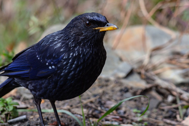 Shot of blue whistling thrush looking for food in the wild.