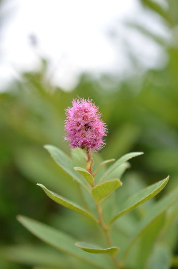 Close-up of pink flowering plant