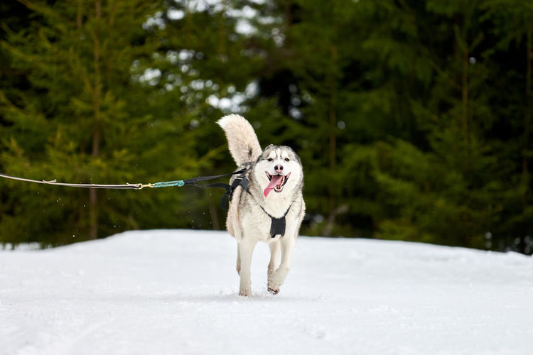 Running husky dog on sled dog racing. winter dog sport sled team competition. siberian husky dog
