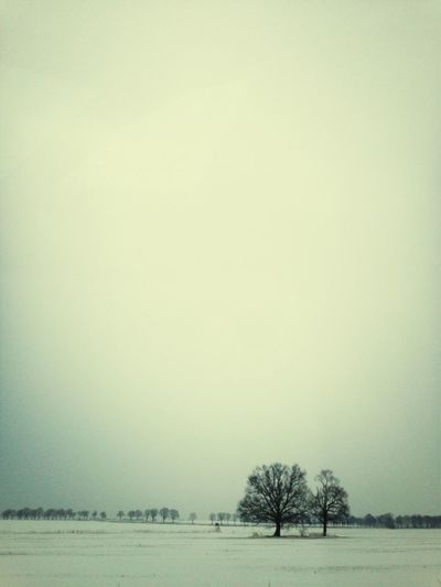 Bare trees on field