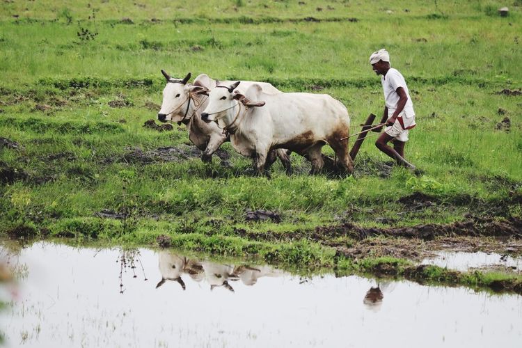 Farmer walking with bulls at farm