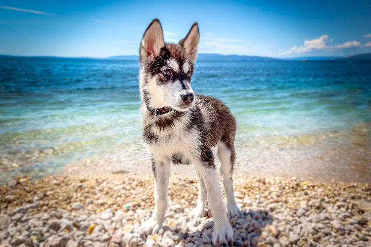 Close-up of dog standing on beach against sky