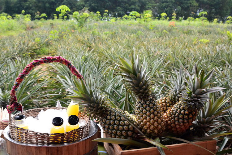 Close-up of pineapple on field