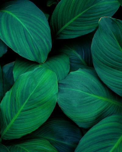 Closeup nature view of green leaf background and dark tone