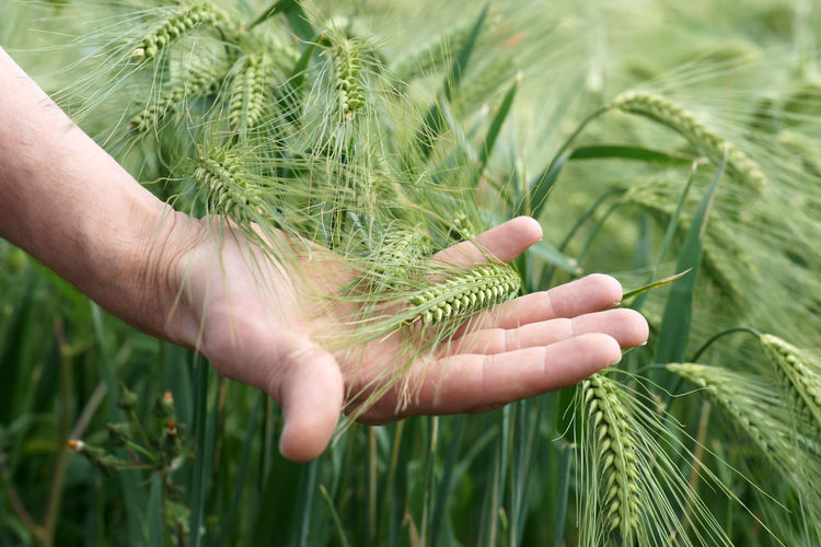 Close-up of hand holding wheat growing on field