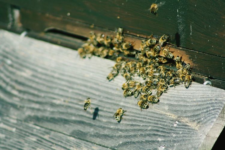 High angle view of bee on wood