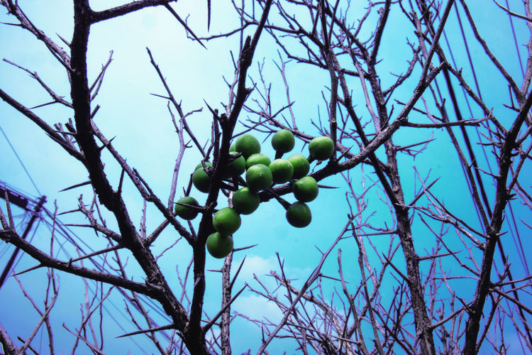 Low angle view of fruits hanging on tree against blue sky