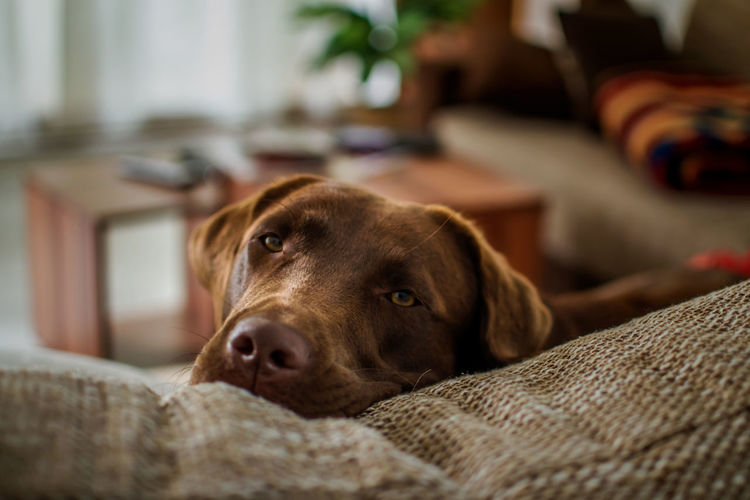Close-up of dog relaxing on sofa