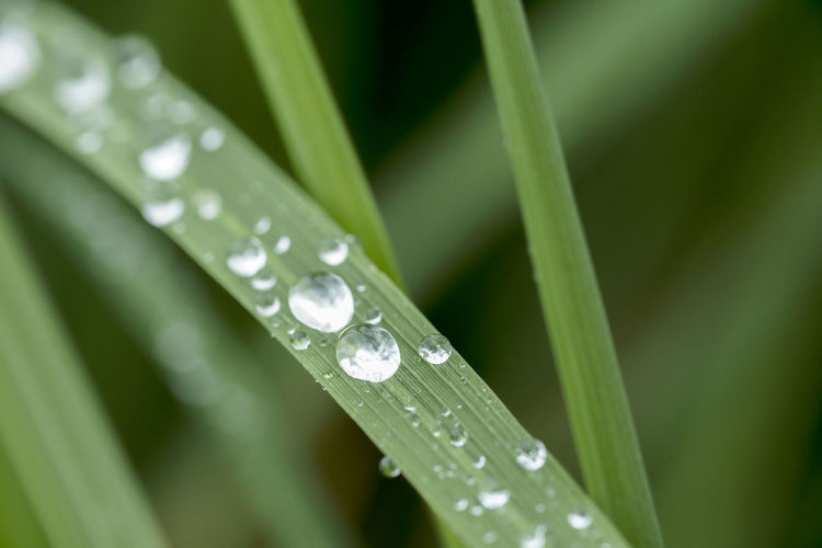 Water drops on blade of grass