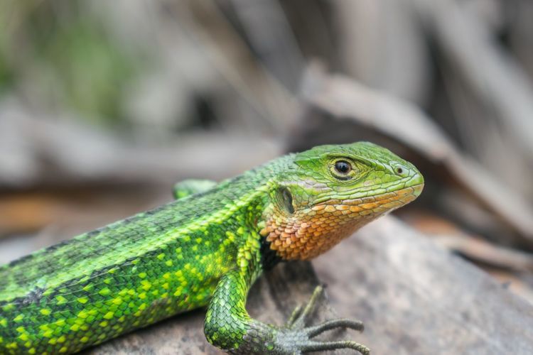Close-up of lizard