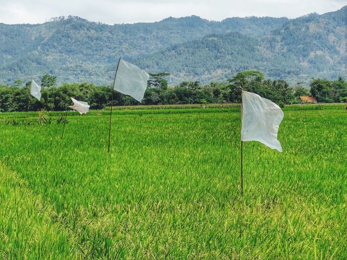 Scenic view of field against mountain. plastic flags are used to repel pests.