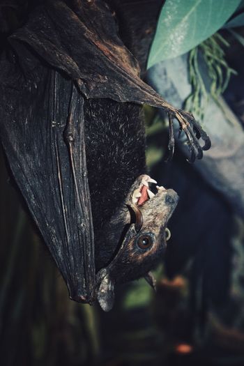 Close-up of bat hanging on a tree