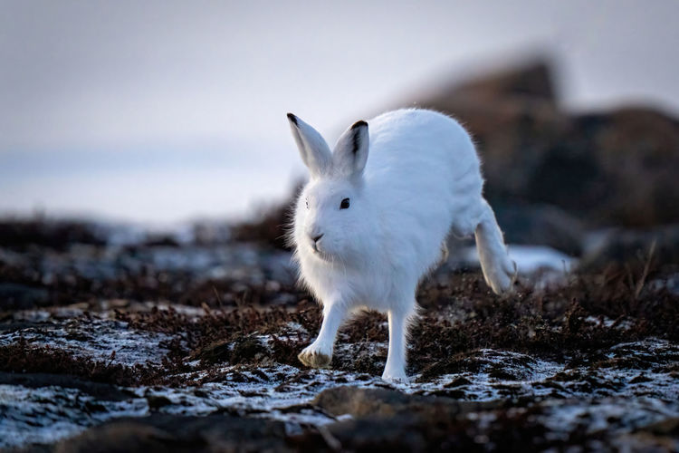 Arctic hare runs past rocks on tundra