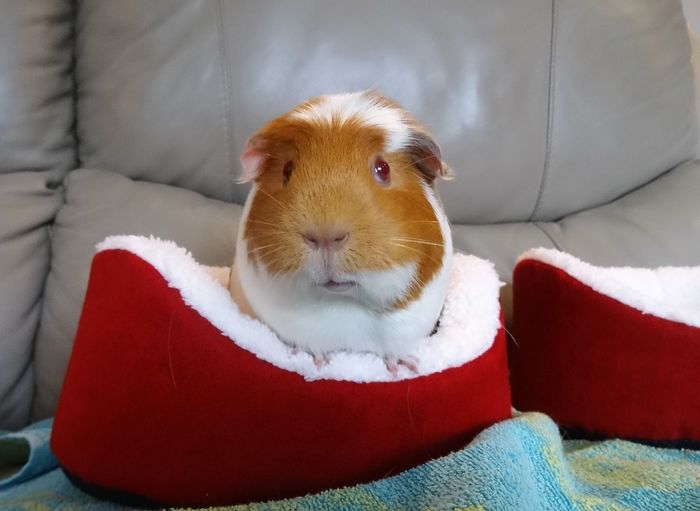 Portrait of guinea pig in red pet house