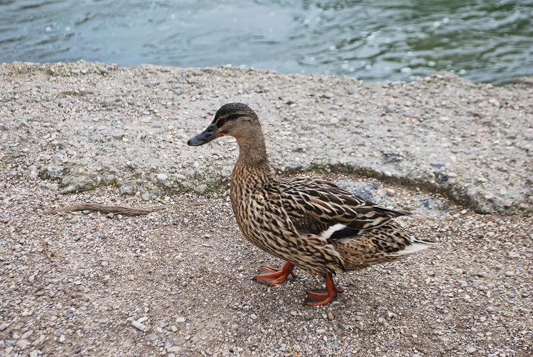 Duck on the banks of river mincio in borghetto sul mincio, valeggio sul mincio, verona, veneto.