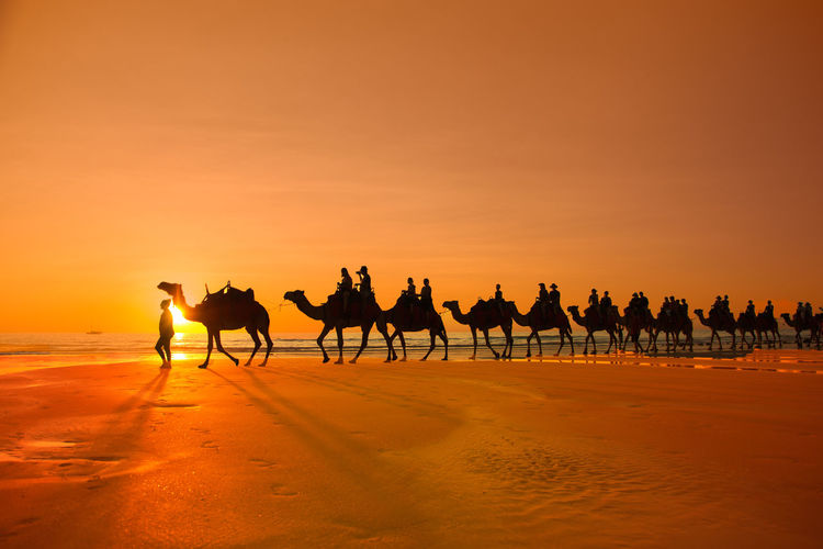 Silhouette people riding camels at beach during sunset