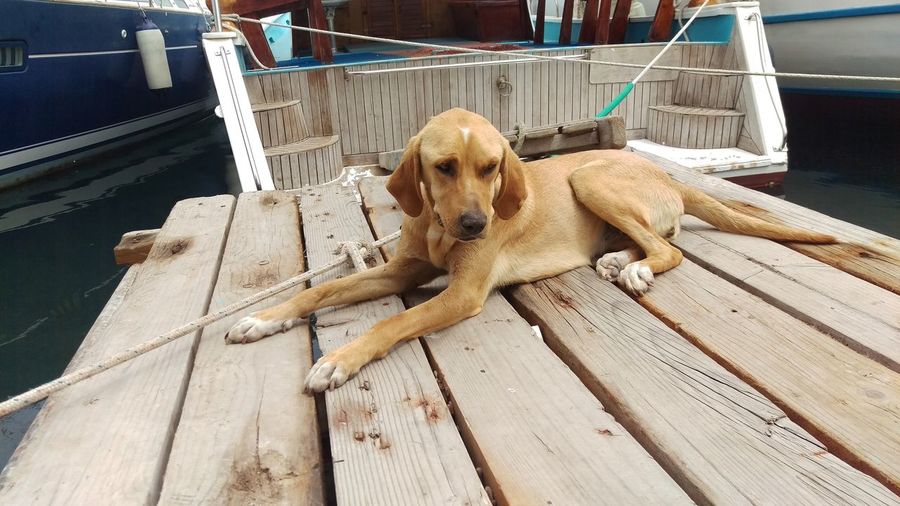 Close-up of dog resting on wooden plank