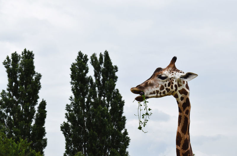 Portrait of giraffe standing on tree against sky