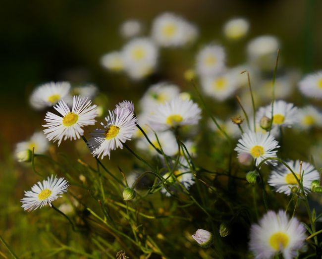 50 Daisy Pictures Hd Download Authentic Images On Eyeem