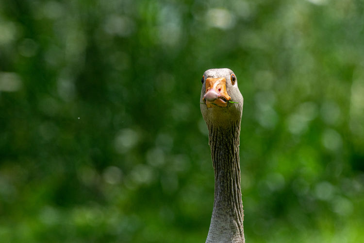 Adult greylag goose, anser anser, looking at the camera
