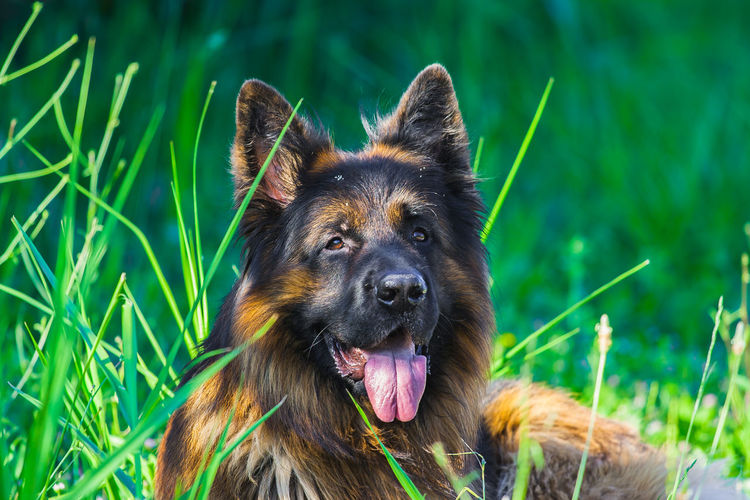Portrait of a purebred german shepherd dog in the grass, valconca, emilia romagna, italy