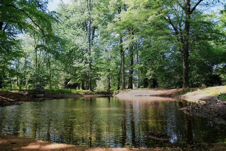 Scenic view of lake in forest