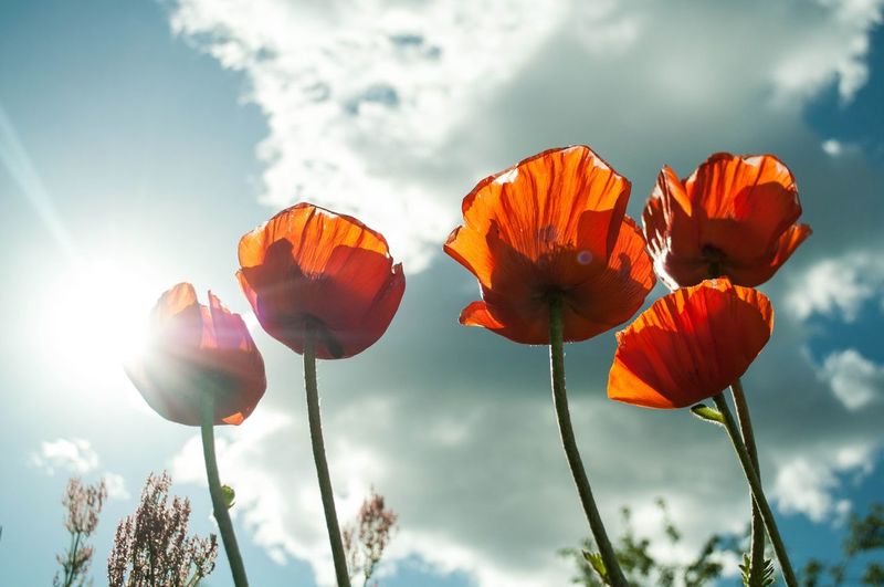 Close-up of red poppy flowers