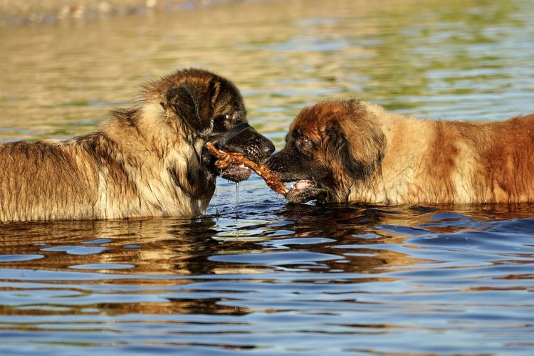 View of dog eating in lake