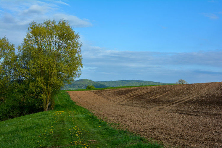 Green landscape with trees and a field, with blue sky and copy space