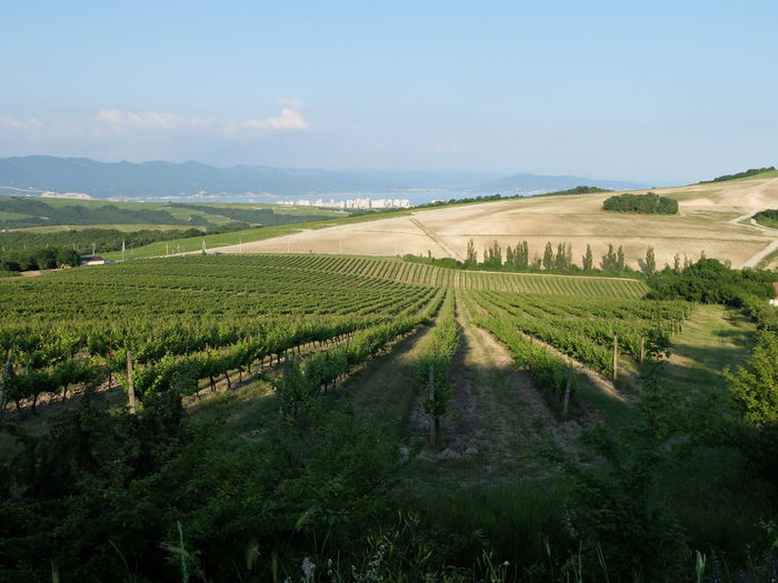 Scenic view of agricultural field against sky