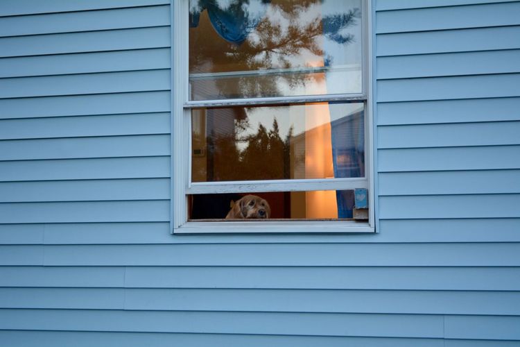 Portrait of a dog seen through window
