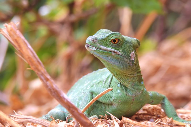 Close-up of lizard on land