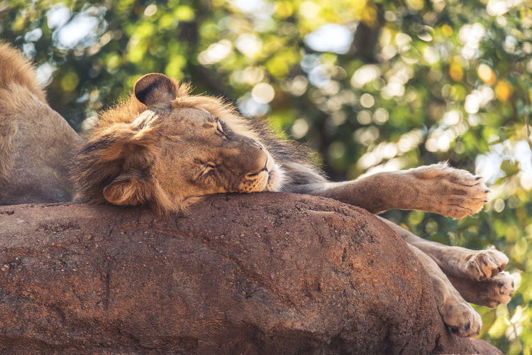 Low angle view of lions sleeping on rock against trees