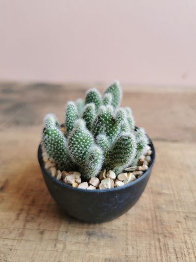 Cactus in black pot on light sunset nature background. cactus in green house. on wood table