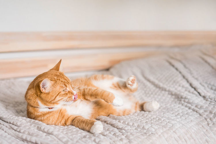 Ginger cat relaxing on couch in living room lying in funny pose on blanket. pet enjoying sun at home