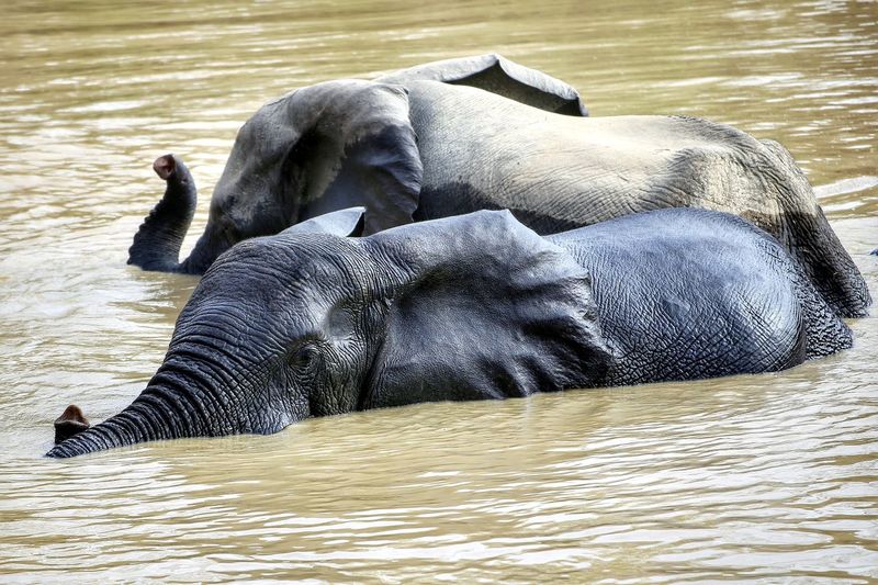 Elephant resting in a lake