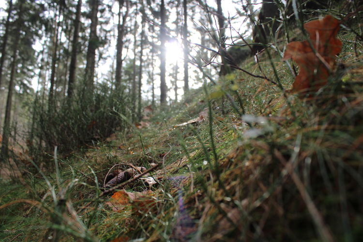 Trees in forest