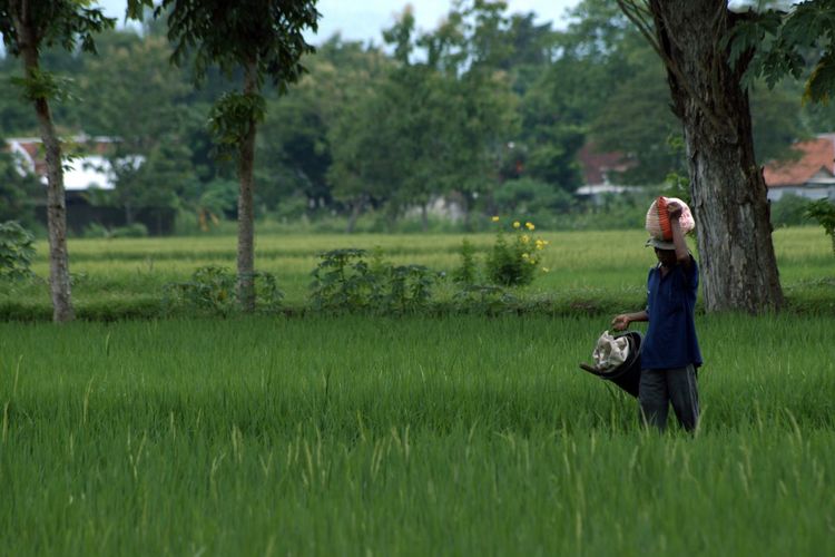 Farmer carrying sack while walking on agricultural field