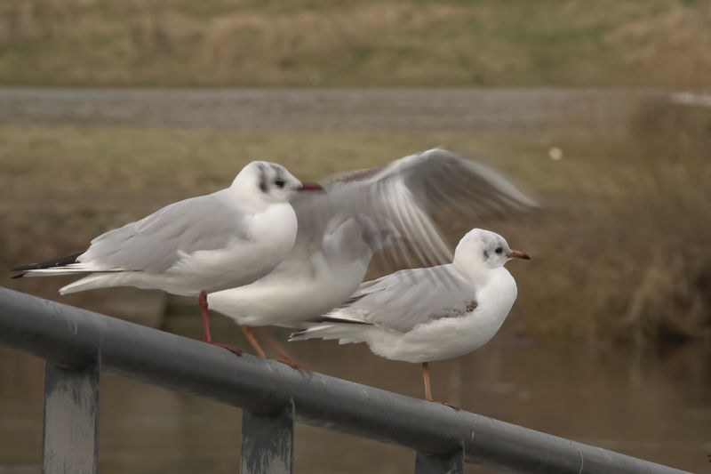 bird