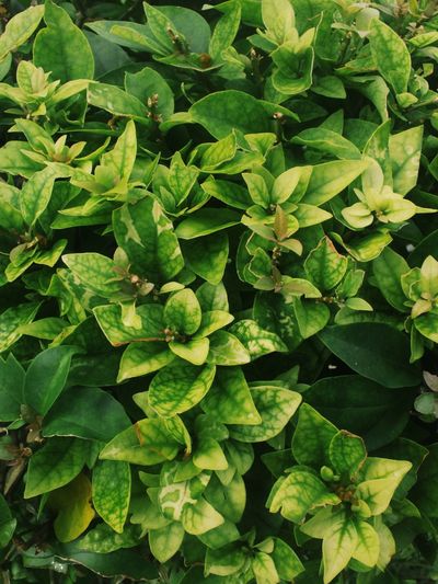 Full frame shot of plants