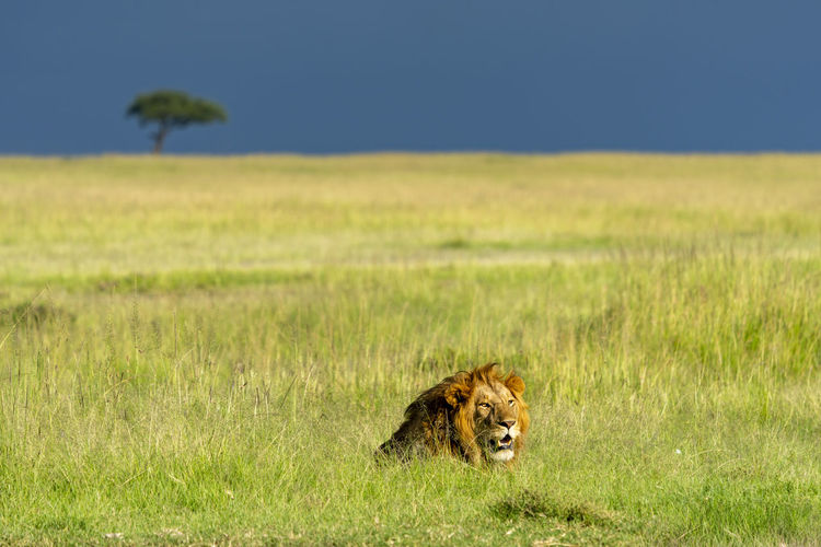 A male lion is resting in the grass of the savannah
