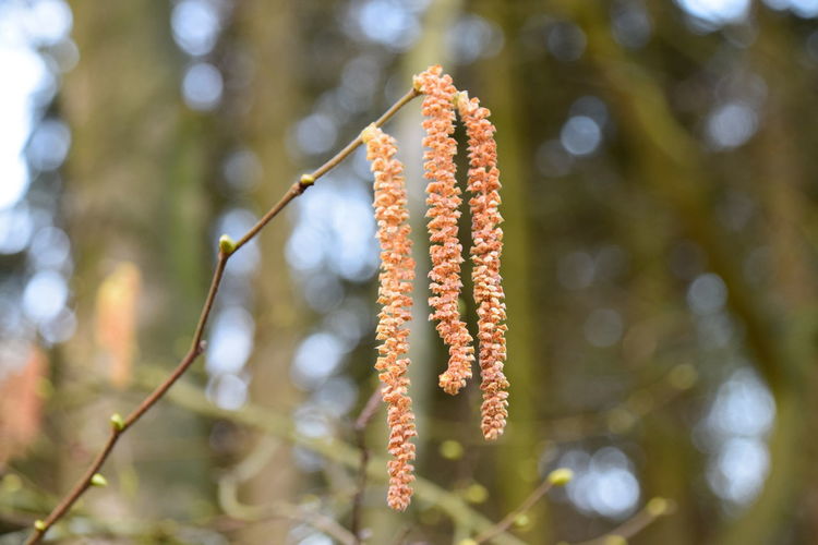 Low angle view of flowering plant hanging on tree