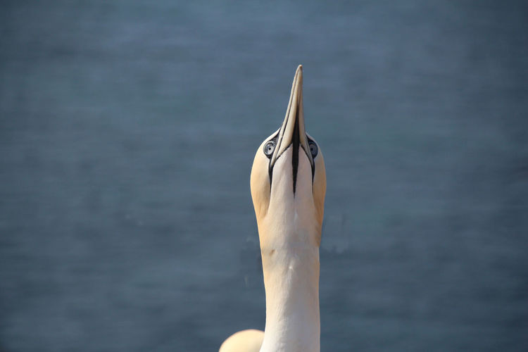 Close-up of gannet against sea
